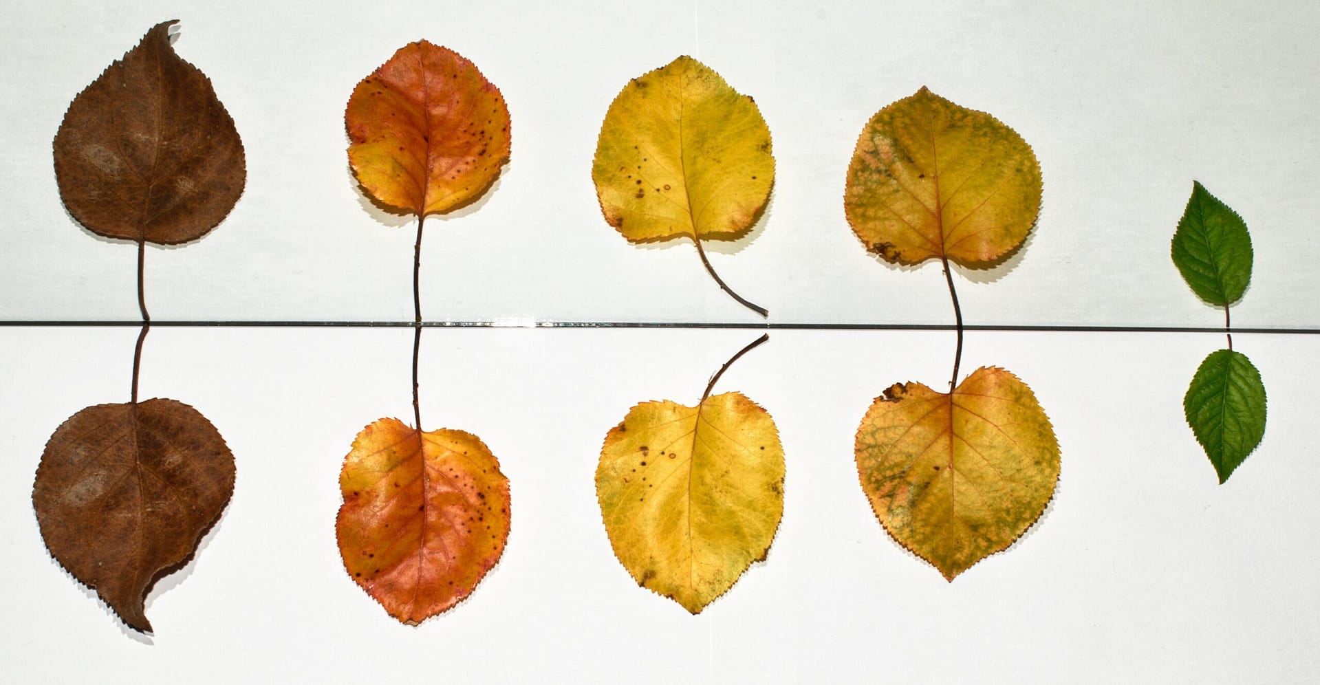 Change Maturity